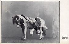1911 Zeynards Midget Circus Pinto Miniature Pony Postcard Troupe Lilliputienne picture