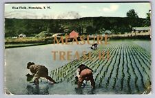 C.1910 HONOLULU TH HAWAII, RICE FIELD, PUBLISHED BY HONG & YIM Postcard P47 picture
