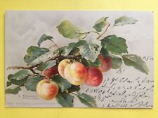 cpa illustration litho signed Catherine small fruit peaches pecher peache picture