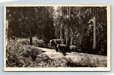 1928 RPPC Postcard Grant Forest CA California Bears Mama Bear Cubs Huge Tree picture
