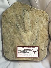 Dinosaur Fossil Foot Print From Languedoc-Roussillion France Genuine Authentic picture