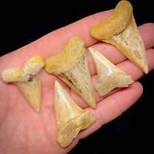 Shark Teeth Lot Of 5 White Shark Hastalis Tooth Megalodon Era Bakersfield Fossil picture