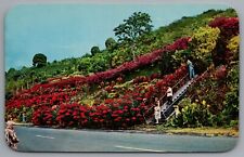 Kealakekua Kona Hawaii Machado Gardens Flowers c1965 Chrome Postcard picture