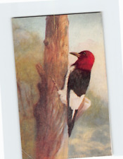 Postcard Red Headed Woodpecker picture