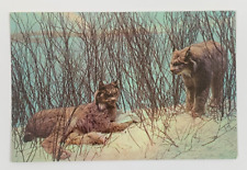 Canada Lynx Denver Museum of Natural History City Park Colorado Postcard picture