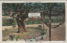 San Gabriel California 100+ year old grape vine planted 1775 c1930 postcard A376 picture