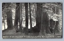 C.1910 PPC CRATER OF AN ANCIENT GIANT, REDWOOD PARK, CALIFORNIA, PNC Postcard picture