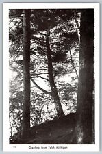 Michigan MI - Greetings from Felch Michigan - Pine Trees - Vintage Postcard picture