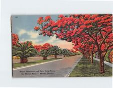 Postcard Royal Poinciana and Date Palm Trees South Miami Avenue Miami FL USA picture