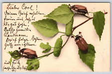 1906 Insect Bug 3 Beetles Leaf Study Antique Vintage Color Postcard P2A picture