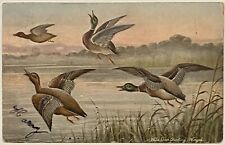 Vintage Postcard Raphael Tuck Hunting Duck Artist Signed Posted 1907 picture