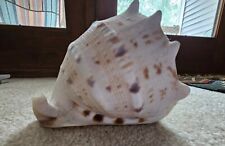 Large Helmet Horned Queen Conch Shell  picture