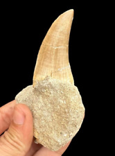 Awesome Quality HOFFMANNI TOOTH Fossils - Top Mosasaurs tooth - Dinosaur tooth picture