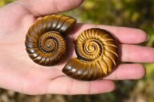 1pc Hand carved Natural Tiger's eye Ammonite Fossil Crystal Specimen picture