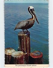 Postcard The Picturesque Florida Pelican USA picture