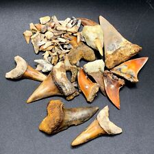 Colorful Group Of Hastalis Planus Misc. Firezone Bakersfield Fossil Shark Mako picture