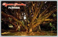 Florida - The Banyan Tree - Cypress Gardens Florida - Vintage Postcard picture