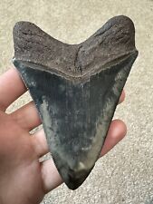 High Quality Stunning 4.15” MEGALODON Fossil Shark Tooth Not Great White Mako picture