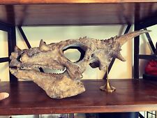 Dracorex Hogwartsia 56cm USA Dinosaur Skull picture