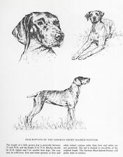 German Shorthaired / Short Haired Pointer - MATTED - 1963 Vintage Dog Art Print  picture