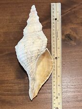 Florida Horse Conch Seashell Shell 10” Excellent Condition Large Beautiful Pink picture