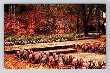 LA-Louisiana, Hodges Gardens, Hyacinths, Highway 171 Vintage Souvenir Postcard picture