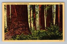 Redwood Hwy. CA-California, Redwood Trees, Antique Vintage Souvenir Postcard picture