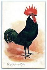c1910's Black Minorca Cook Chicken Oilette Tuck's Unposted Antique Postcard picture