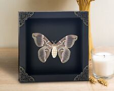 Framed Moth Shadow Box Display Real Taxidermy Insect Frame Gothic Decor picture