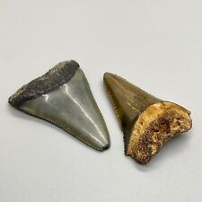 Pair of colorful, serrated Fossil GREAT WHITE Shark Teeth - St. John's- FL picture