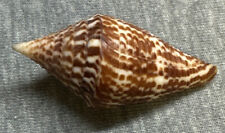 Conus praecellens (Admirable Cone) 43.5mm  picture