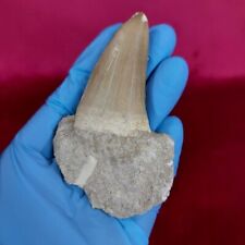 Real Mosasaurus Tooth Fossil Mosasaur beaugei- Authentic Dinosaur Tooth Specimen picture