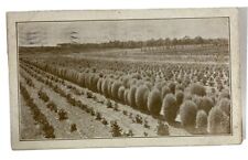 C. 1910's Vintage Postcard Panmure Seed Gardens Ohio Nursery Real Photo Postcard picture