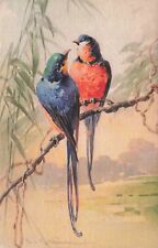 Artist Signed Catharine Klein Two Colorful Birds on Branch Vintage Postcard picture