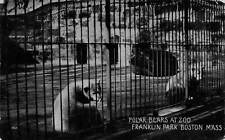 1900's Boston MA Polar Bears at Zoo Franklin Park MA214 picture