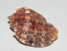 38 mm DARK RED PATTERN Harpa Harpa Seashell GREAT PATTERN Combine Ship picture