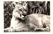 Real Photo Postcard Panther Jungle Cruise Weekiwachee River Florida c 1950s PC48 picture