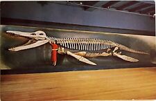 Sea Serpent Dinosaur Kronosaurus Cambridge Harvard Museum MA VTG Postcard c1950 picture