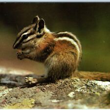 c1960s Adorable Chipmunk Mountain Pet Cute Chrome Photo Postcard Squirrel A68 picture