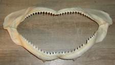 Vintage Large Bull Shark Jaw 13