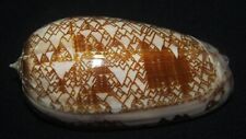 83 mm RARE Oliva Porphyria Olive Seashell From Panama DEEP WATER GREAT #A5 picture