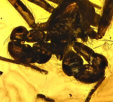 Very Unusual Araneae: Araneida (Spider), Fossil Inclusion in Baltic Amber picture