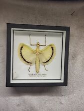 Tagesoidea nigrofasciata REAL FRAMED YELLOW SKIRT WALKING STICK BUG Taxidermy  picture