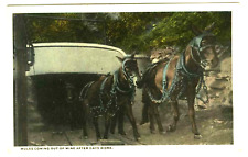 Mules Coming Out of Mine After Days Work Postcard picture