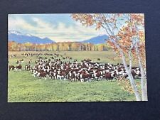 Postcard CATTLE ON THE RANGE IN THE SOUTHWEST Texas Field of Long Horn E10 picture