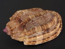 Collector Fave...HARPA AMOURETTA~39.7mm~Madagascar SEASHELL picture
