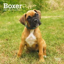 Browntrout Boxer Puppies 2024 7 x 7 Mini Calendar w picture