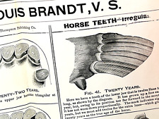 Antique 1897 Teeth of the Horse Medical Chart Brandt Poster AMAZING picture