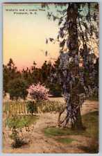 Pinehurst, North Carolina - Wistaria & a Judas Tree - Vintage Postcard picture