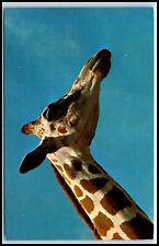 Postcard Nubian Giraffe Northeastern Africa Somalia Kenya   H43 picture